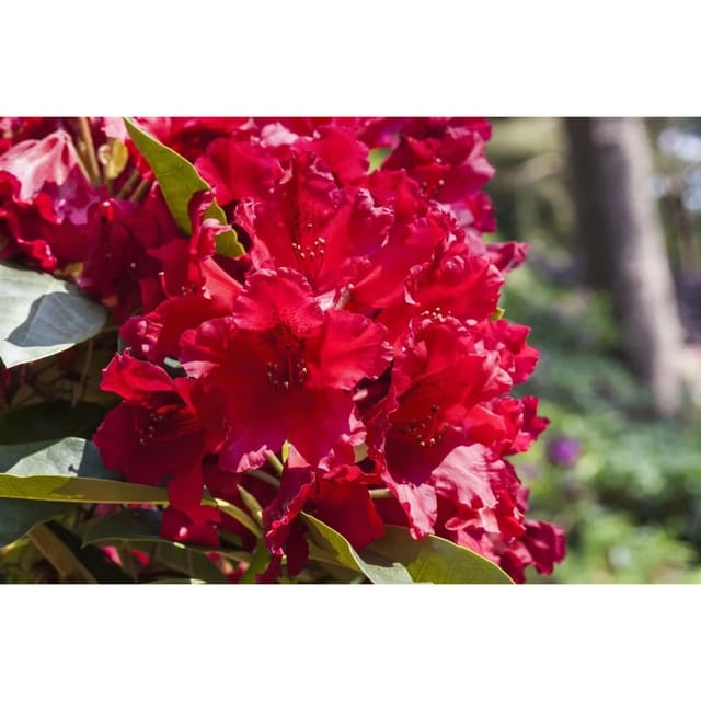 Rhododendron Hybr. Rabatz -R- Inkarho Rot 30–40 cm