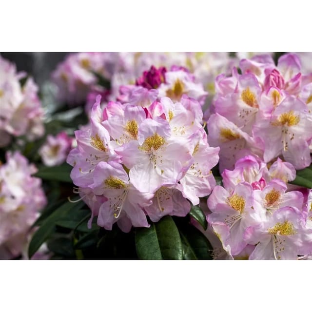 Rhododendron Hybr. Brigitte Rosa Blüten 30–40 cm
