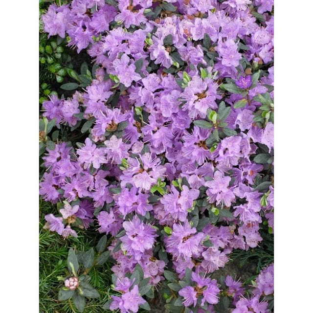 Rhododendron Impeditum Ramapo Kompakt Lila Blüten 50–60 cm