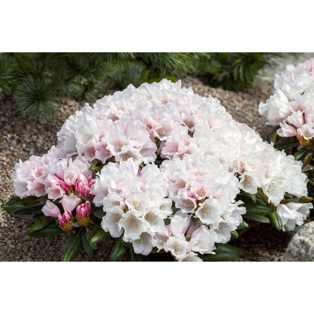 Rhododendron Yakushimanum Edelweiß Weiß 60–70 cm