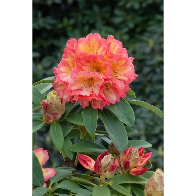 Rhododendron Hybr. Sun Fire Gelb-Orange 40–50 cm