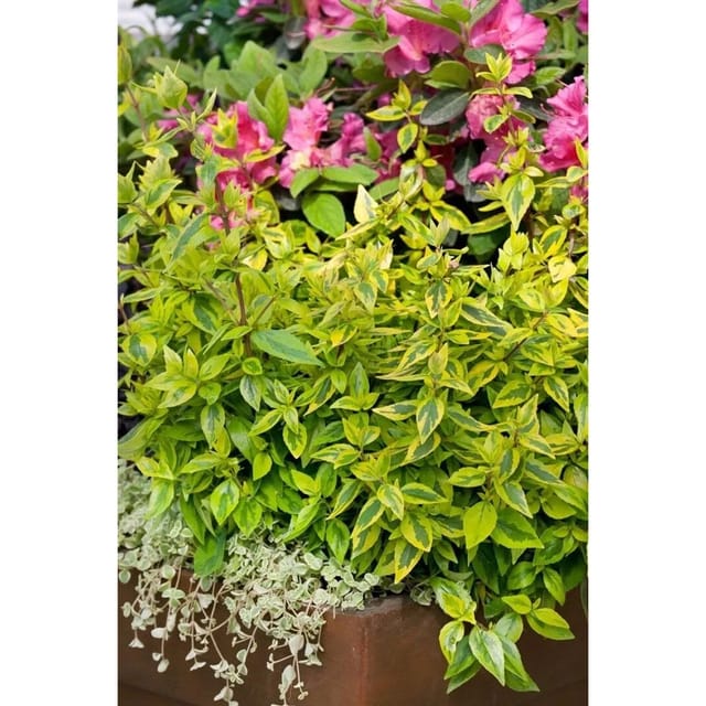 Abelia Kaleidoscope® Gelb-Grün Panaschiert 20–30 cm