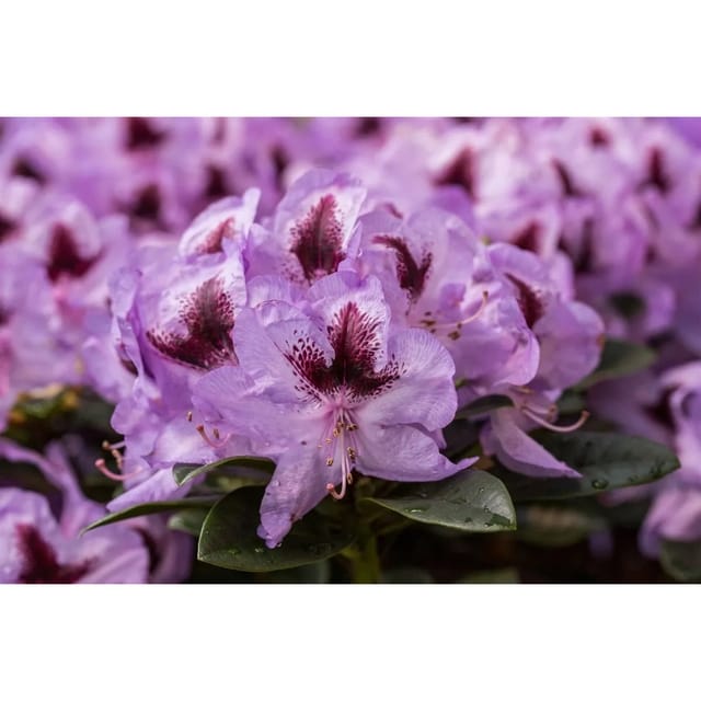 Rhododendron Hybr. Metallica Rhododendron 40–50 cm