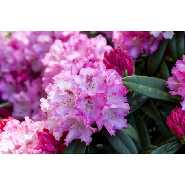 Rhododendron Yakushimanum Arabella Rosa Blüten 40–50 cm