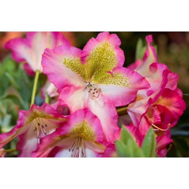 Rhododendron Viscosum Quiet Thoughts Sumpf-Rhododendron 30–40 cm