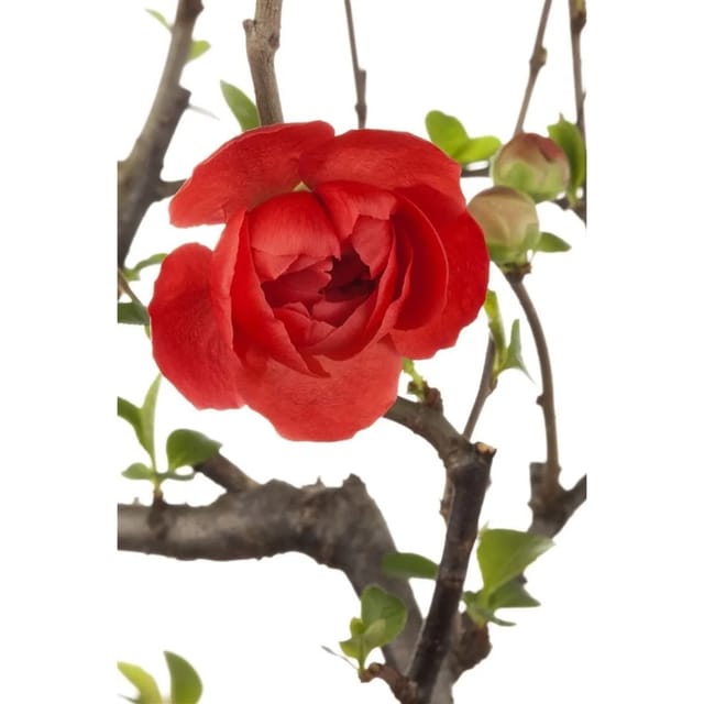 Chaenomeles Friesdorfer Typ 205 Zierquitte 40–60 cm
