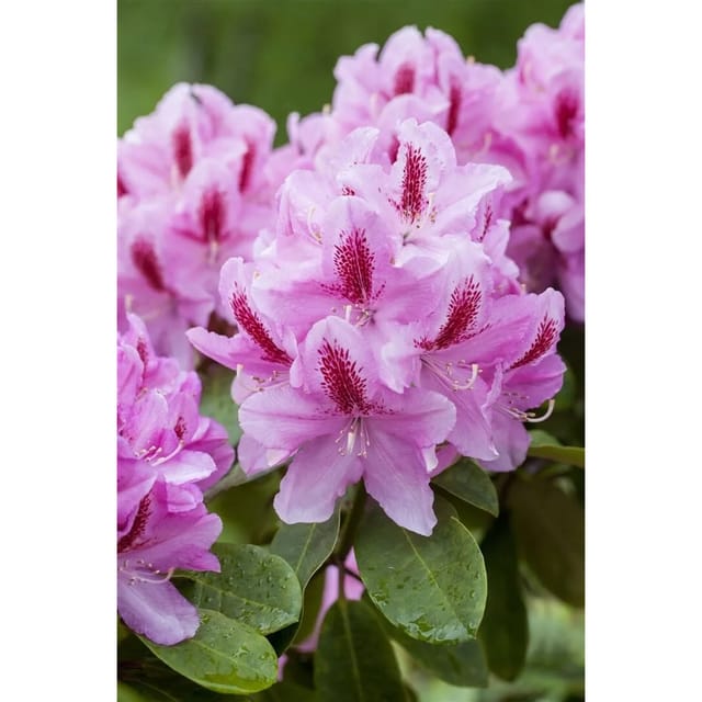 Rhododendron Hybr. Furnivalls Daughter Rosa 50–60 cm