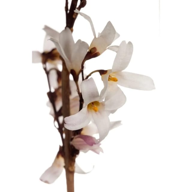 Abeliophyllum Distichum Weiße Forsythie Duftend 40–60 cm