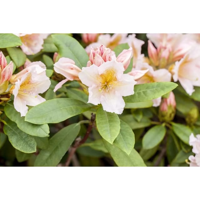 Rhododendron Hybr. Belkanto Rhododendron 70–80 cm Rosa Blüten