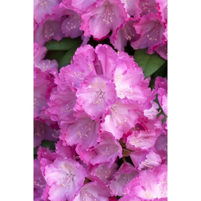 Rhododendron Yakushimanum Polaris Inkarho Rosa 30–40 cm