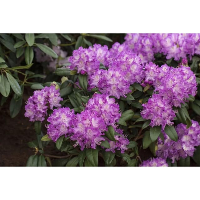 Rhododendron Hybr. Alfred Rhododendron Rosa Blüten 90–100 cm
