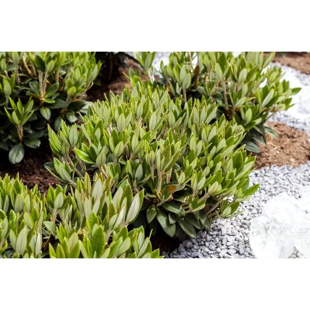 Rhododendron Taliense Honigduft Duftend 70–80 cm