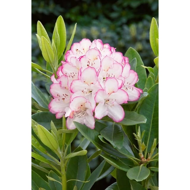 Rhododendron Hybr. Picotee Rhododendron 50–60 cm Zweifarbig