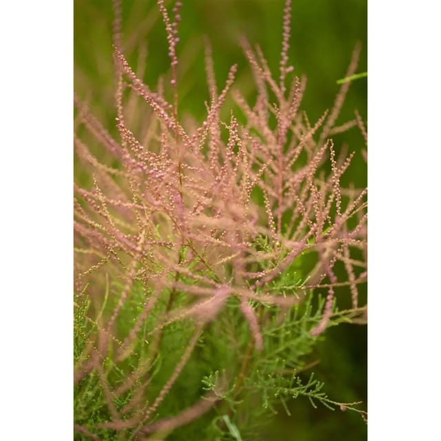 Tamarix Parviflora Rosarote Tamariske 60–100 cm
