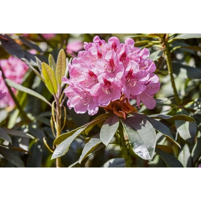 Rhododendron Hybr. Lady Annet.de Trafford Rosa Blüten 40–50 cm