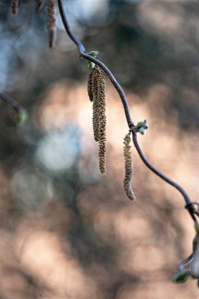 Corylus Avellana Contorta Korkenzieherhasel 80–100 cm