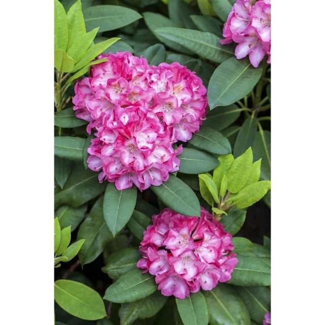 Rhododendron Yakushimanum Tatjana Rosa Blüten 50–60 cm