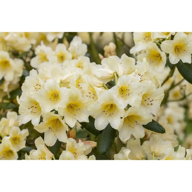Rhododendron Yakushimanum Millenium Gold Gelb 30–40 cm