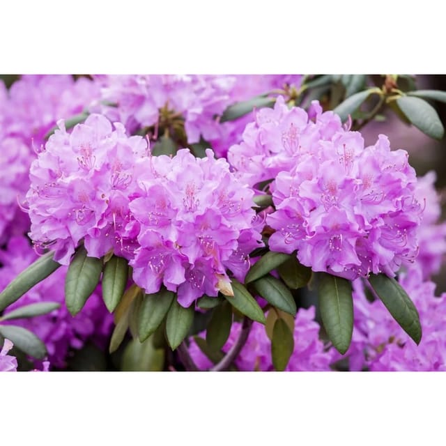 Rhododendron Roseum Elegans Inkarho Rosa 120–140 cm