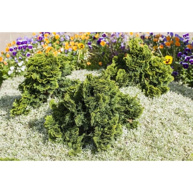 Chamaecyparis Obtusa Nana Gracilis Muschelzypresse 80–100 cm