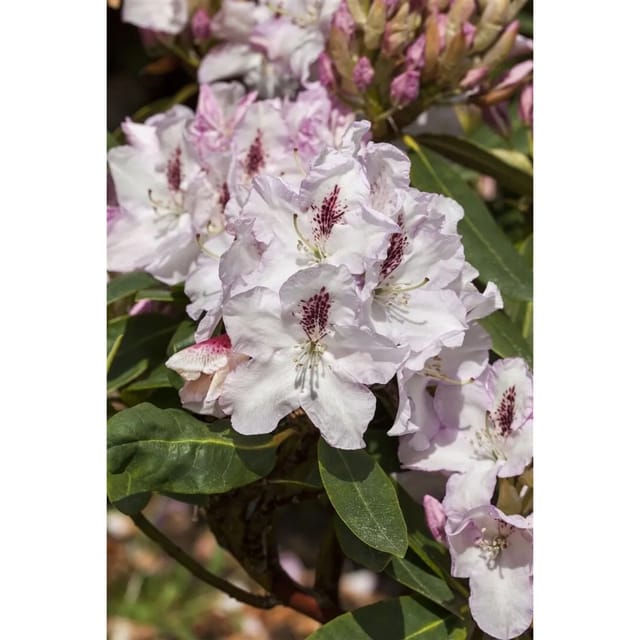 Rhododendron Hybr. Gudrun Rhododendron 30–40 cm Rosa Blüten