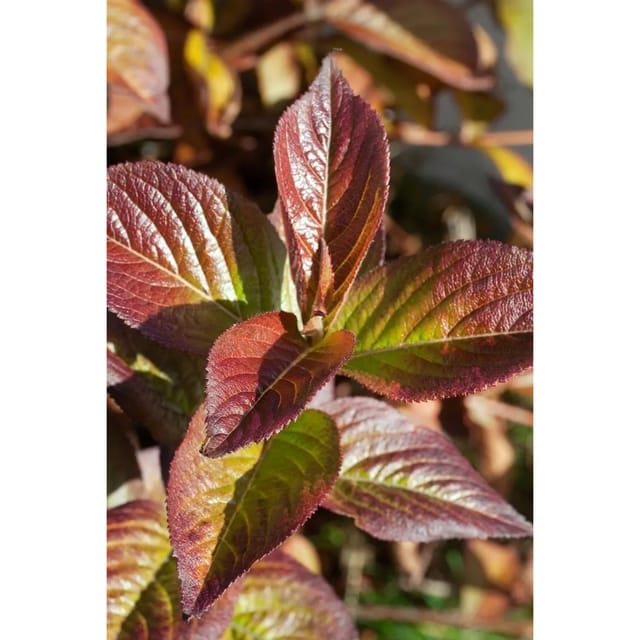 Weigela Florida Wings Of Fire Weigelie Feuerrot 80–100 cm
