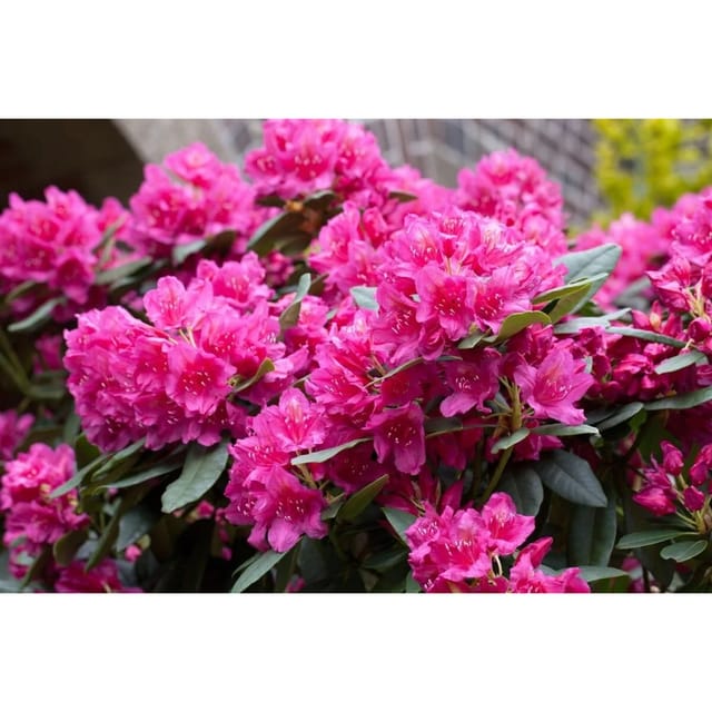 Rhododendron Hybr. Dr. H. C. Dresselhuys Rot 80–90 cm
