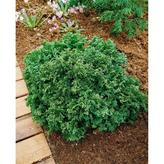 Chamaecyparis Pisifera Plumosa Nana Zwerg-Scheinzypresse 100–125 cm