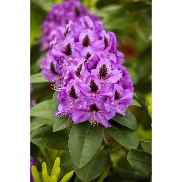 Rhododendron Hybr. Orakel Rhododendron 40–50 cm Rosa Blüten