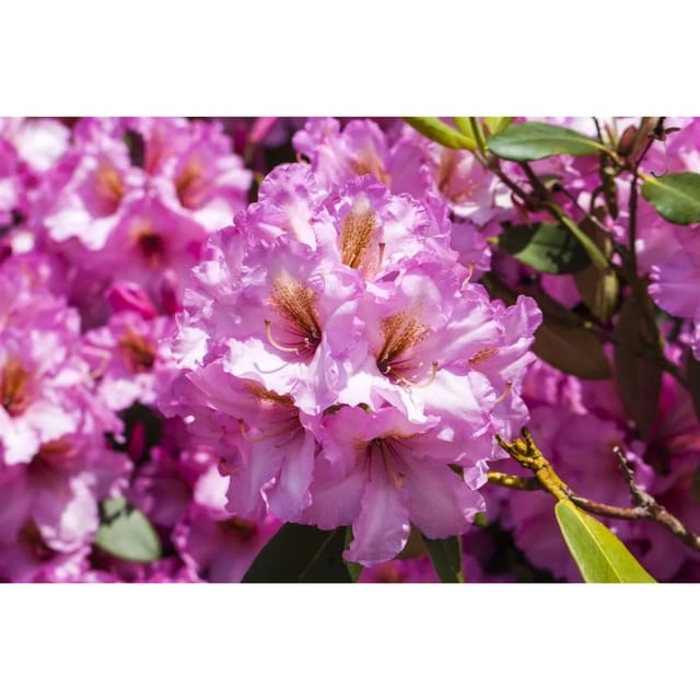 Rhododendron Hybr. Scintillation Rosa Blüten 80–90 cm