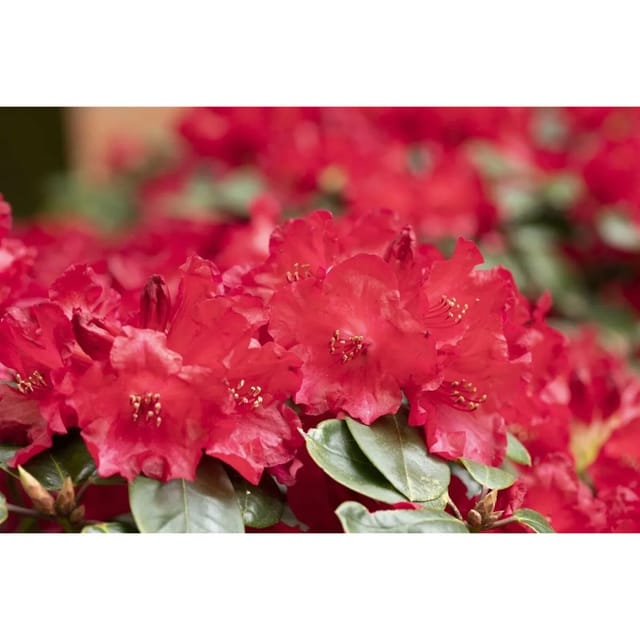 Rhododendron Williamsianum Tromba Rosa Blüten 60–70 cm