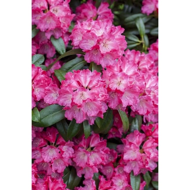 Rhododendron Hybr. Germania Inkarho Rosa Blüten 30–40 cm