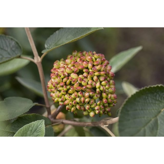 Viburnum Rhytidophyllum Immergrüner Schneeball 30–40 cm