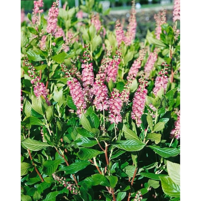 Clethra Alnifolia Ruby Spice Scheineller Rosa Blüten 60–80 cm