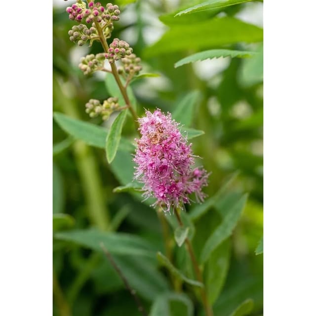 Spiraea Billardii Triumphans Rosa Blüten 60–80 cm