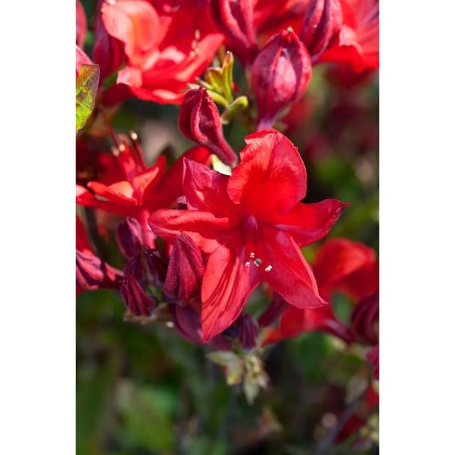 Rhododendron Luteum Royal Command Gelb 60 cm Stammhöhe