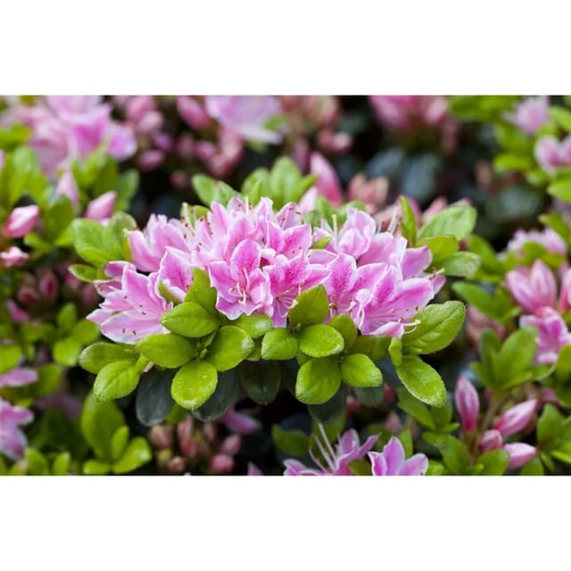 Rhododendron Obt. Rokoko Rosa Blüten 40–50 cm