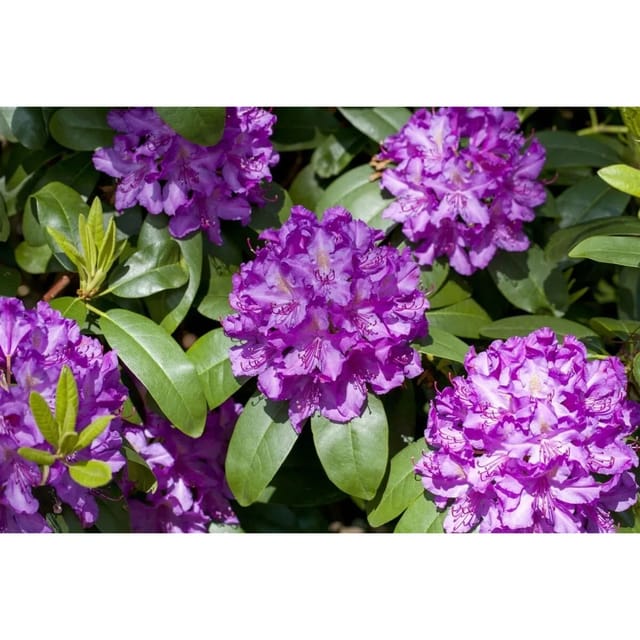 Rhododendron Hybr. Markgraf Rhododendron Rot 30–40 cm