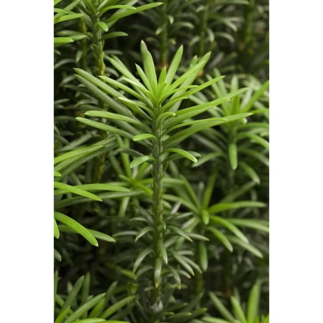 Cephalotaxus Harringtonii Fastigiata Japanische Eibe 125–150 cm