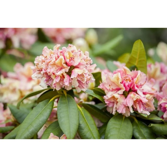 Rhododendron Hybr. Brasilia Immergrün Rosa Blüten 90–100 cm