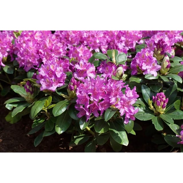 Rhododendron Hybr. Pink Purple Dream Rosa-Lila Blüten 60–70 cm