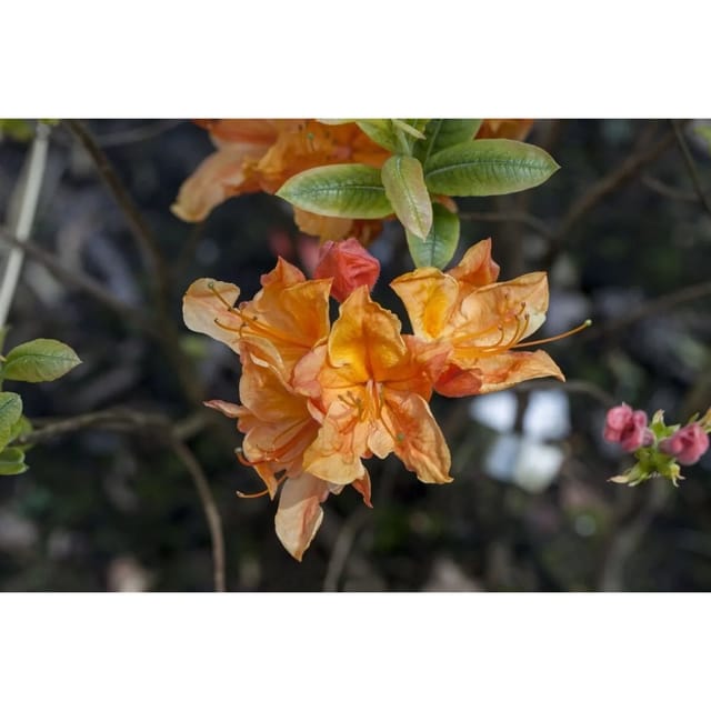 Rhododendron Austrinum Gelb-Orange Blüten 30–40 cm