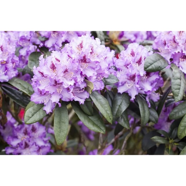 Rhododendron Hybr. Blue Peter Blau-Violett 90–100 cm