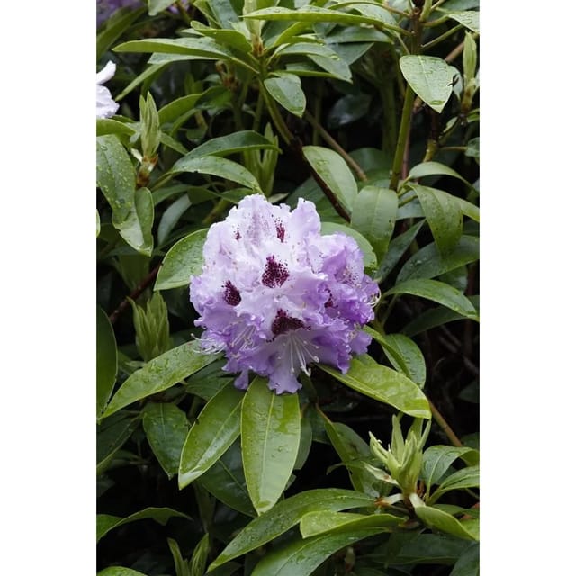 Rhododendron Hybr. Pinguin Immergrün Weiß 30–40 cm