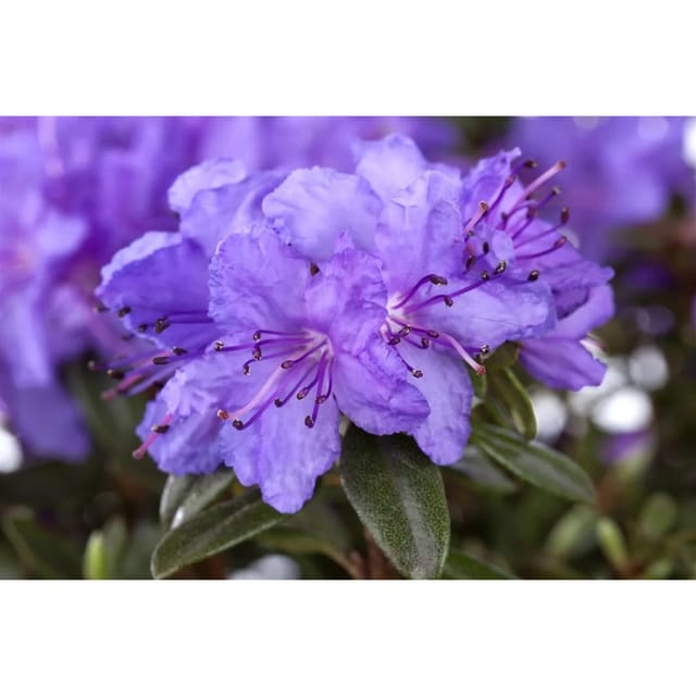 Rhododendron Impeditum Saint Merryn Kompakt Lila 25–30 cm