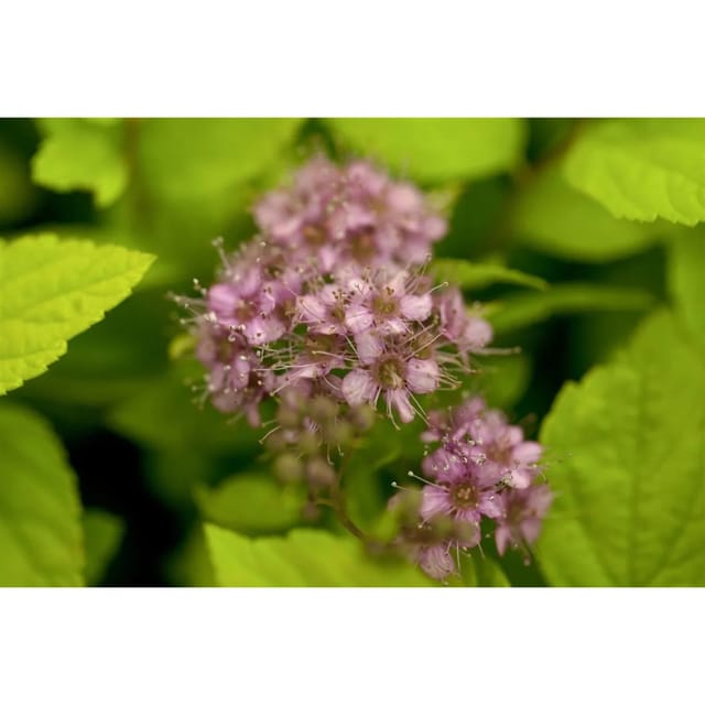 Spiraea Japonica Goldflame Japanische Spiere Goldgelb 40–60 cm