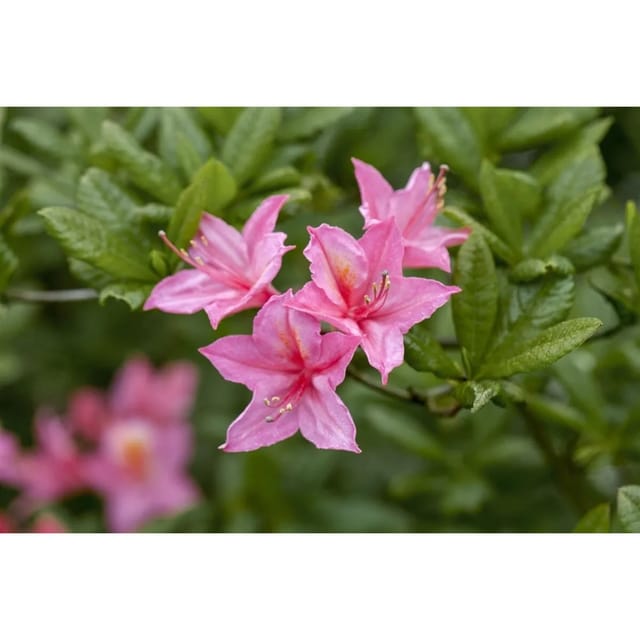 Rhododendron Luteum Rosata Gelb-Rosa 80–100 cm