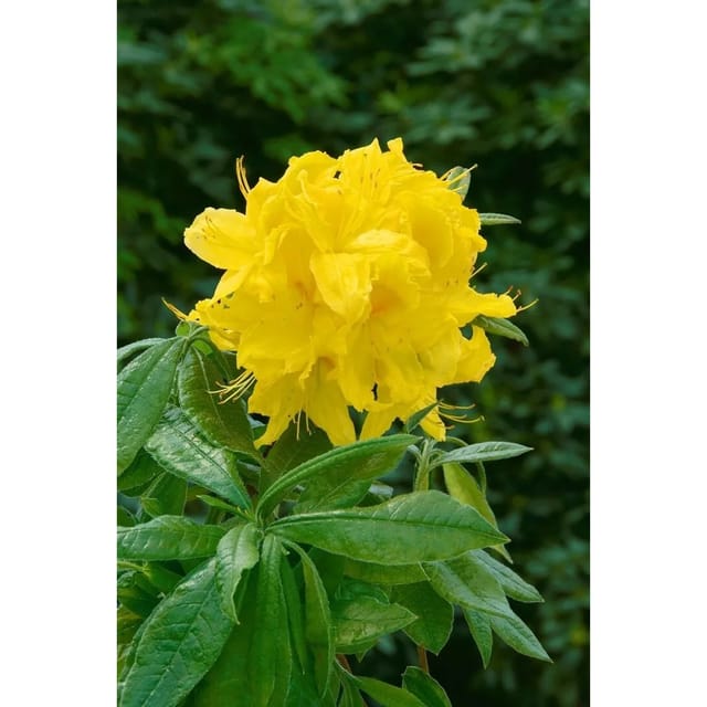 Rhododendron Luteum Goldstück Gelb 30–40 cm