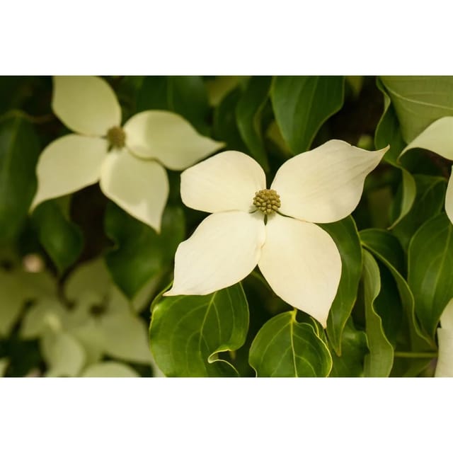 Cornus Kousa Chinensis Claudia Chinesischer Blumen-Hartriegel 40–60 cm