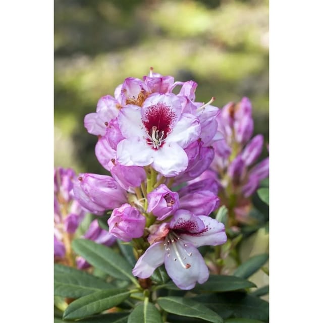 Rhododendron Hybr. Cassata Rhododendron Rosa 50–60 cm